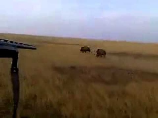 Казахстан, охота на кабанов
