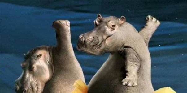 Бегемот под водой. Калининградский зоопарк бегемот. Обыкновенный бегемот. Мариус и бегемот из южной африки. Бегемот фото.