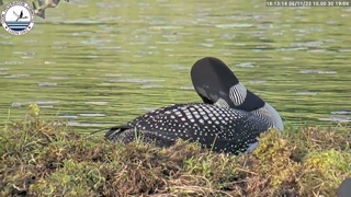 Loon About to Lay an Egg on LPC LoonCam 2