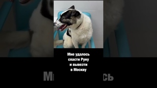 Спасение щенка из ада и разбитые мечты Руны