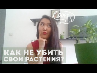 Почему комнатные растения погибают Гид по тому, как помочь им выжить