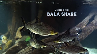 5 Bala Sharks For 1  I Learned!!!