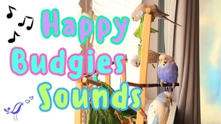 Budgie sounds for Lonely Birds - Happy budgie sounds - Sounds for Lonely Budgies - Parakeets sounds