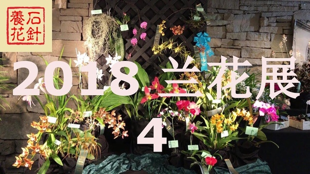 多伦多2018兰花展 SOOS ORCHIDS SHOW 2018