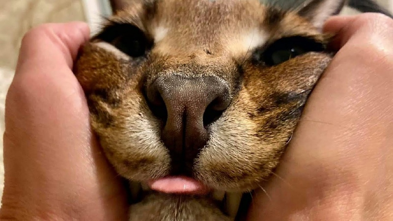 Caracal Gregory is Looking For Chicken : Big