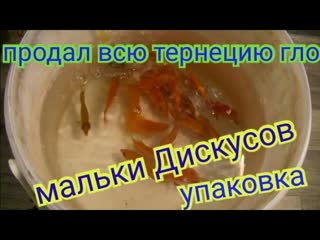 Продал всю Тернецию Гло. Упаковка и отправки рыбок