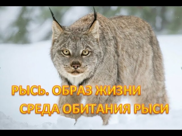 РЫСЬ. ОБРАЗ ЖИЗНИ И СРЕДА ОБИТАНИЯ РЫСИ. lynx. LIFESTYLE AND HABITAT OF THE