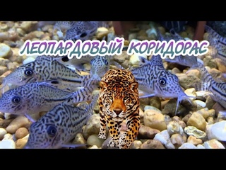 ЛЕОПАРДОВЫЙ КОРИДОРАС. СОДЕРЖАНИЕ И РАЗВЕДЕНИЕ В АКВАРИУМЕ.