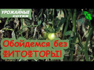 ЭТИ ЗОЛОТЫЕ ПРАВИЛА помогут избежать ФИТОФТОРЫ без обработок!
