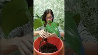 #Про эухарис