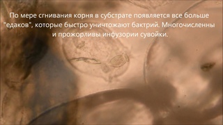 Микробиота тепл.  субстрата HD