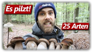 Pilze ohne Ende | Steinpilze, Krause Glucke & mehr | 25 Arten im Wald - YouTube