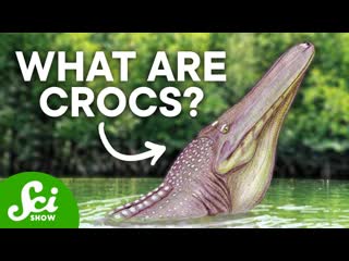 The Weird World of Prehistoric Crocodiles