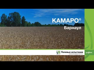 КАМАРО, Полевой Город Барнаул