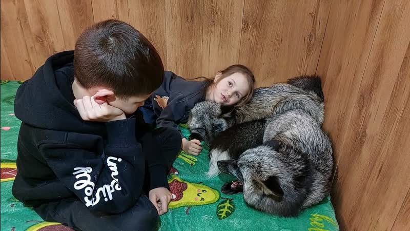 Лиса пустила лиса на