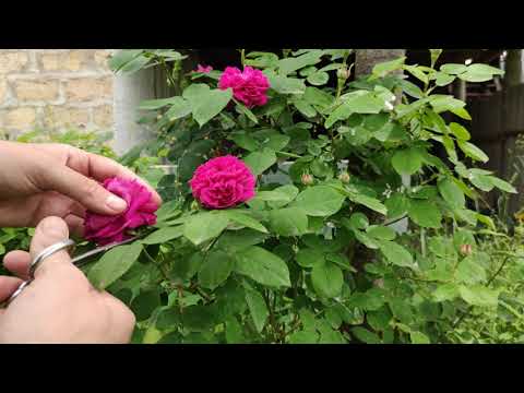 ROSE WATER recipe that smells better than real