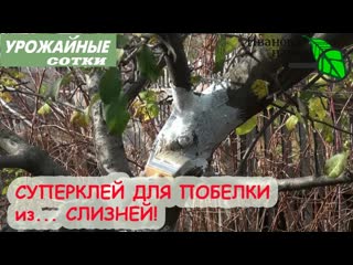 СУПЕРКЛЕЙ ДЛЯ ПОБЕЛКИ! Такая побелка продержится до весны!  Муцин на службе садовода!