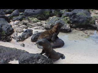 Lobos marinos. Puerto Baquerizo Moreno. Isla San Cristbal. Galpagos. Морские львы. Галапагосы. 5/5