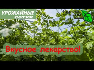 ЭТА ТРАВКА поможет восстановить ЗРЕНИЕ и ПОЧКИ, снизить ДАВЛЕНИЕ и отпугнуть СЛИЗНЕЙ!