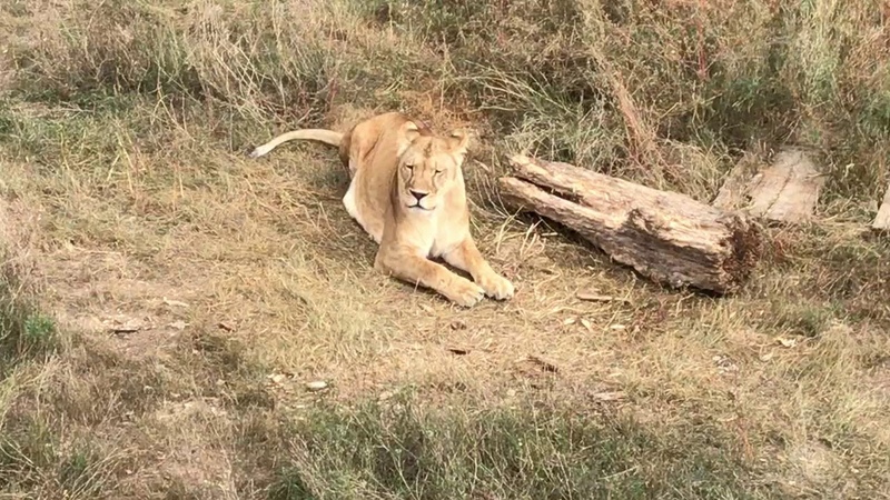 Миленькая Лола Sweet little lioness