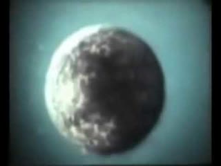 Эмбриогенез. Бластуляция. Гаструляция.