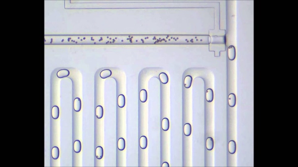Programmable V type Valve for Cell and Particle Manipulation in Microfluidic