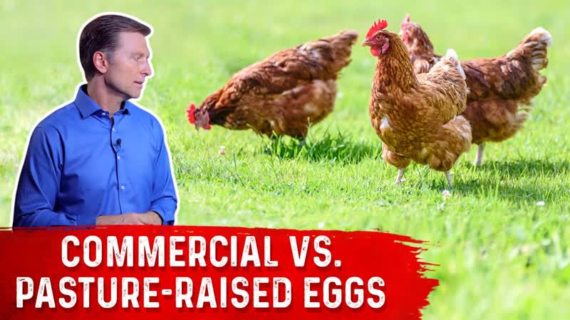 Commercial Eggs vs. Pasture Raised