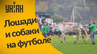 Животные ворвались на футбольное поле во время матча
