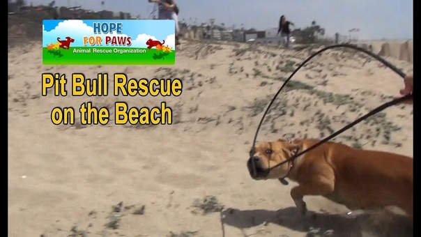 Pit Bull rescue on the beach + a surprise guest star. Please