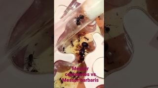 Messor barbarus vs Messor cephalotes