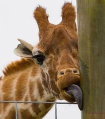 Максим Анисимов | Новосибирск