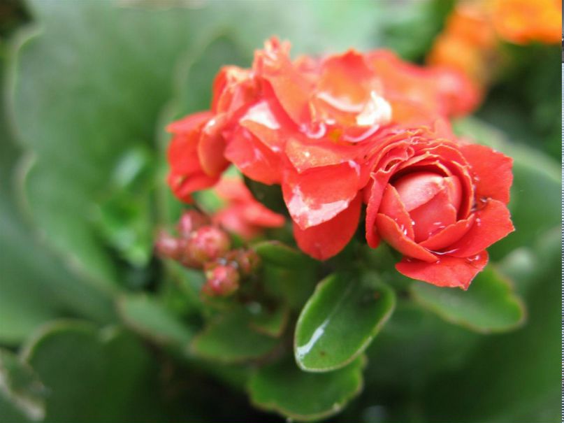 Svetlana Silva | Воронеж