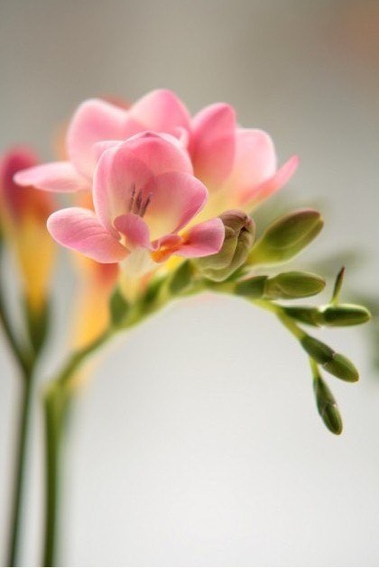 Елена Полюдова | 