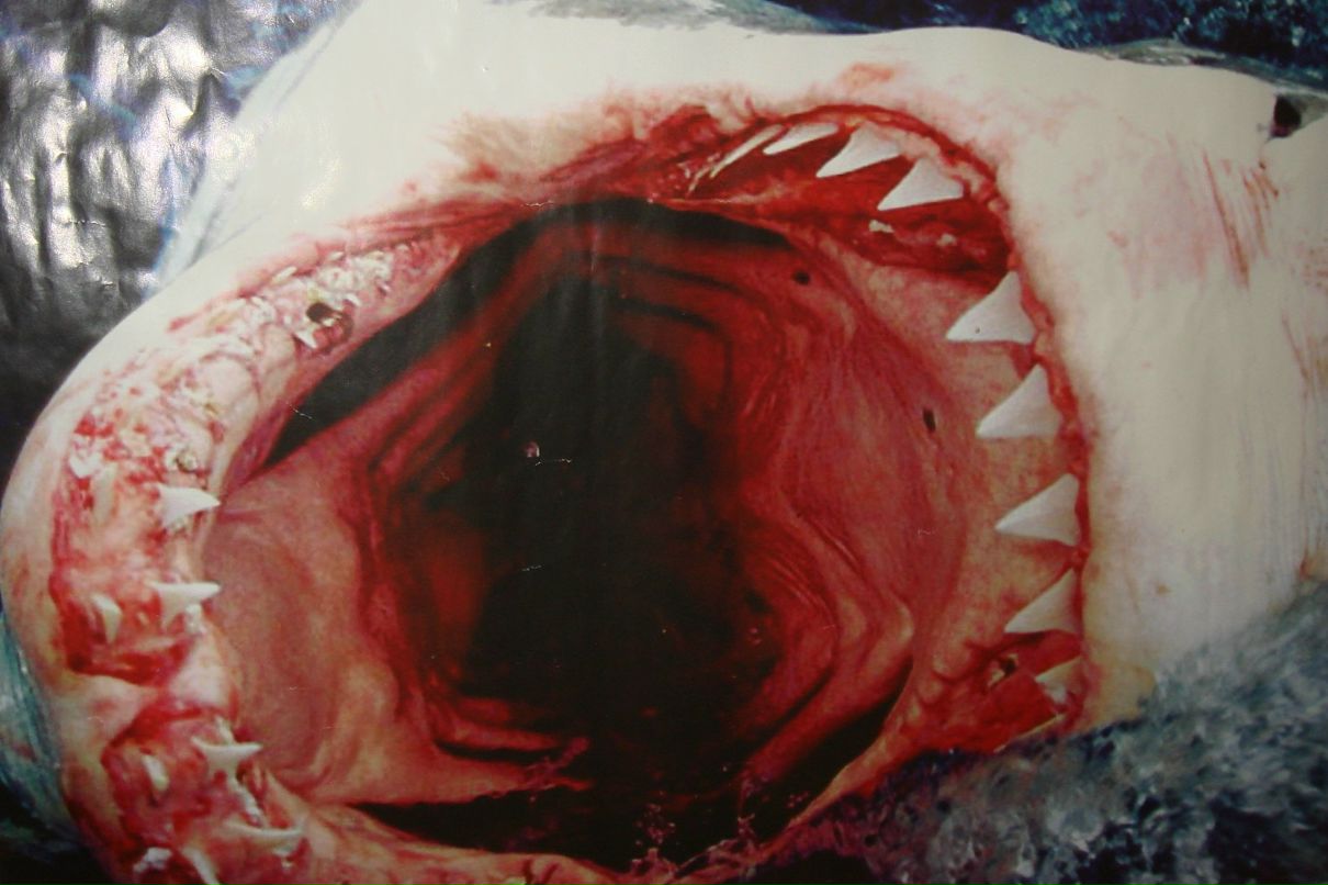 Владимир Паравенков Леонидович | Днепр (Днепропетровск)