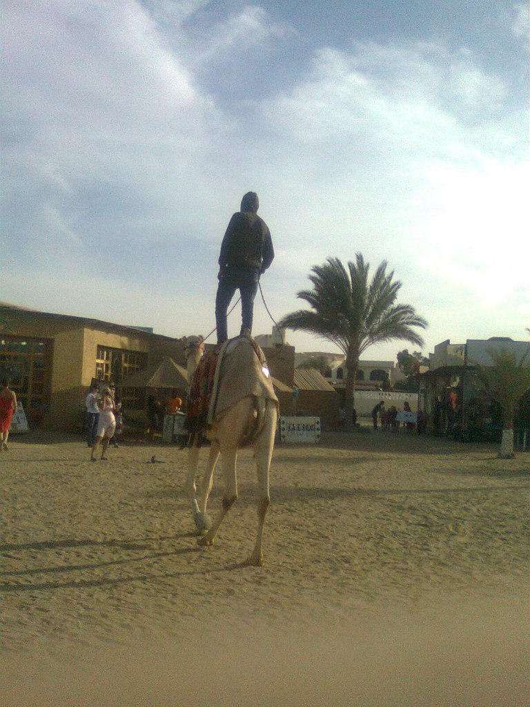 Елена Шестакова | 