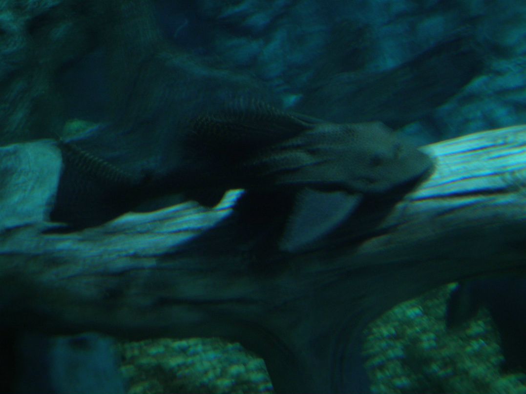 Настюша Мосина | Москва