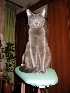 Наталья Первушина | 