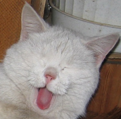 №48, Александр Шутенков, Великие Луки №48, Александр Шутенков, Великие Луки