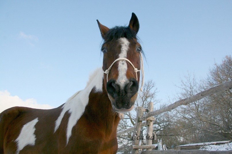 Света Репницкая | 