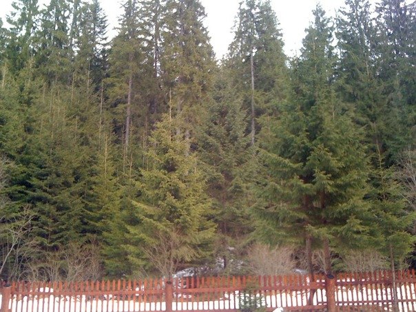 Татьяна Капустинская | 