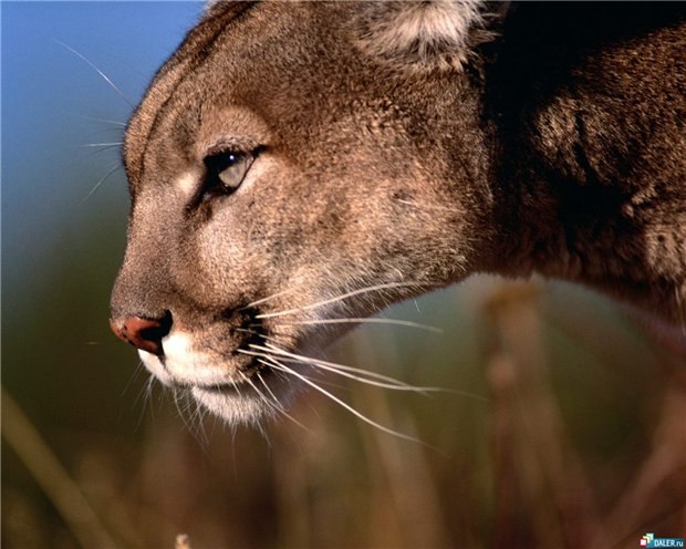 Игорь Божко | Москва