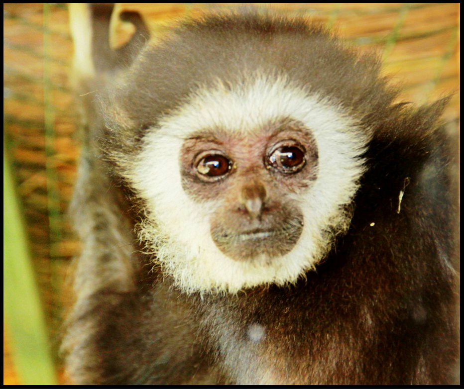 Ляйсан Зюзя | Краснодар