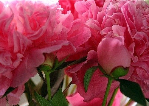 Ди Na ღღღ | Элиста