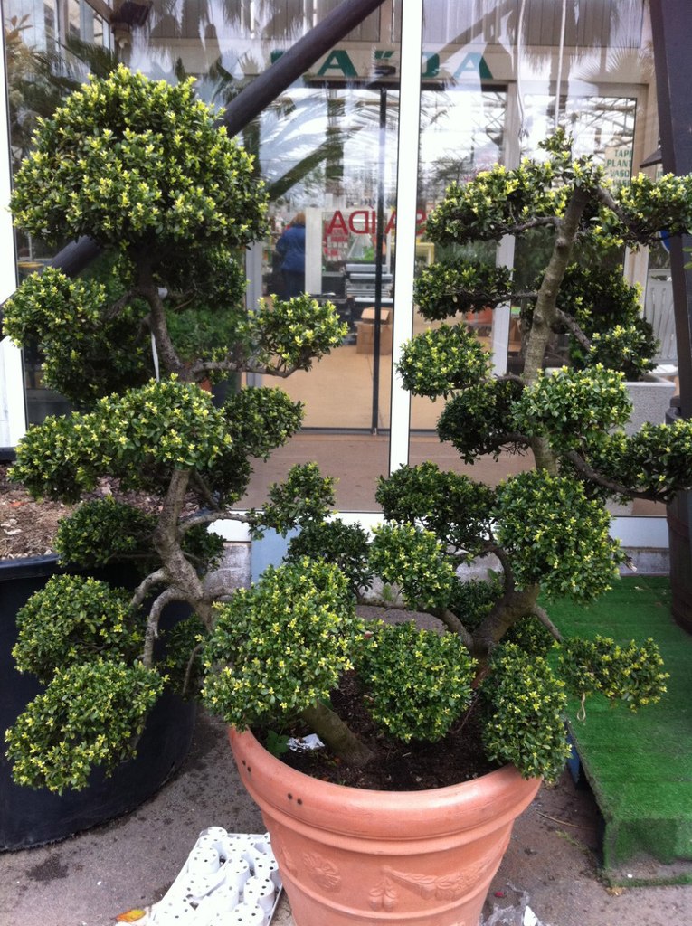 Ольга Виноградова | Санкт-Петербург