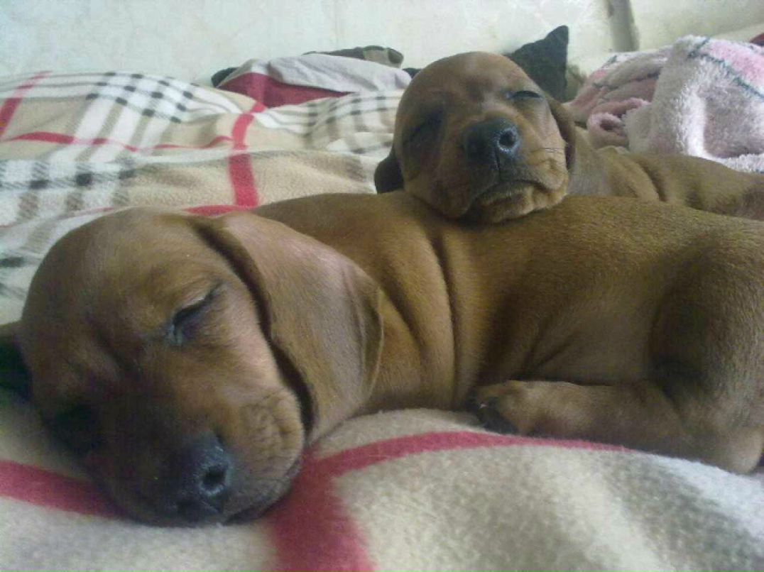 Алла Колесникова | Москва