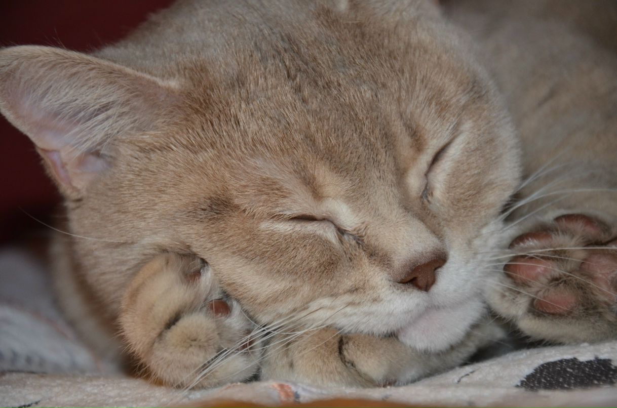 Катерина Мевшая | Винница