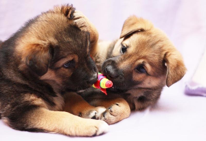 Вика Абрамова | Брянск