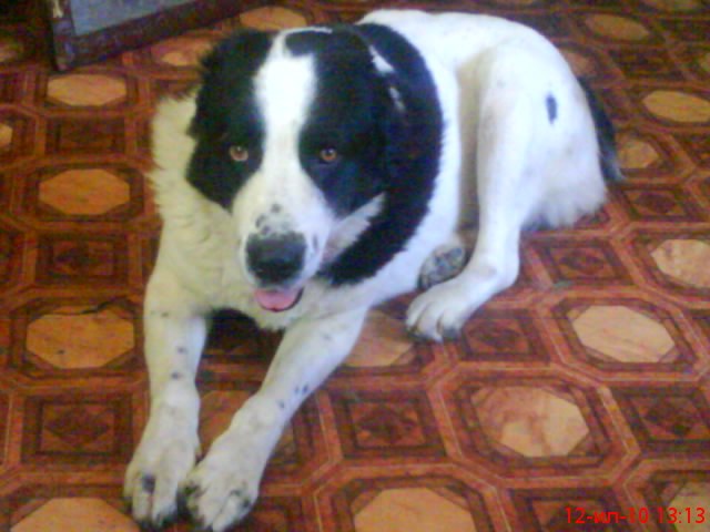 Марина Казбек | Печоры