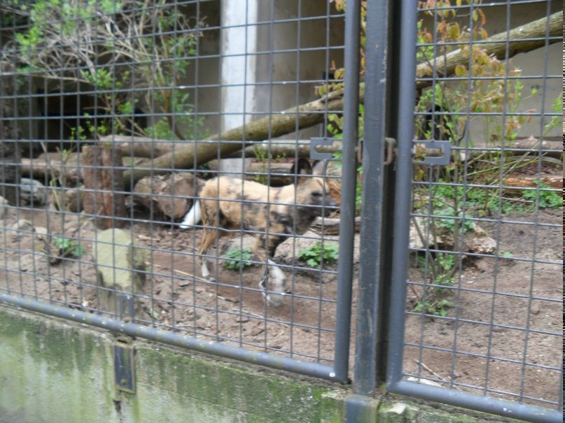 Лиза Билецкая | Hoorn