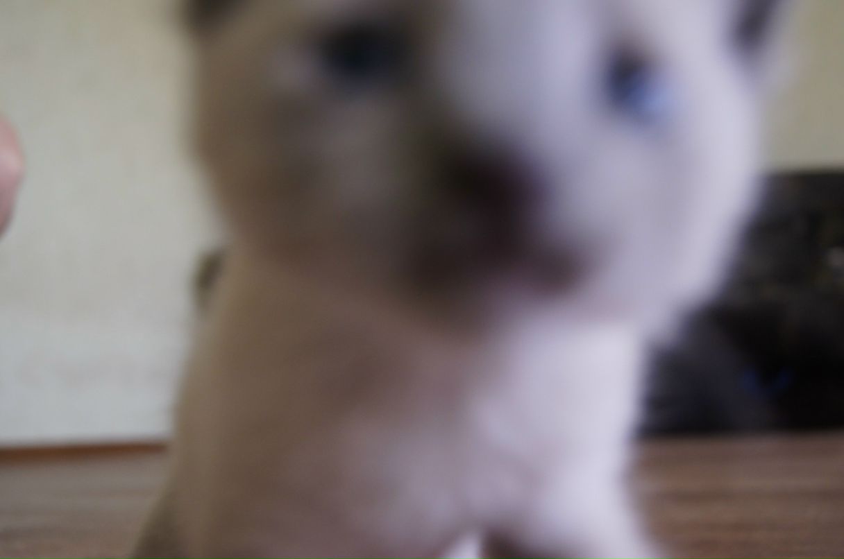 Флора Лазурь | Астрахань